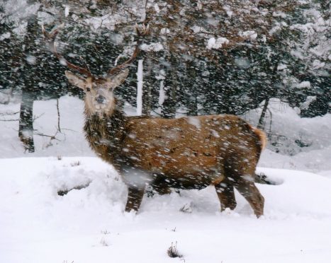 Head ranger at Balmoral Estate, Glyn Jones, captured this image of a red deer stag in Glenmuick this morning
