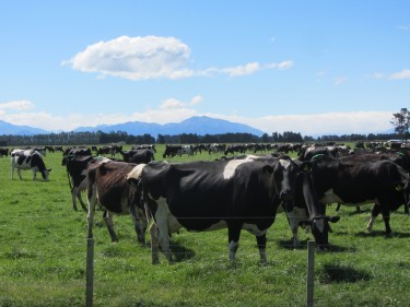Some of the Duncan family's dairy cows