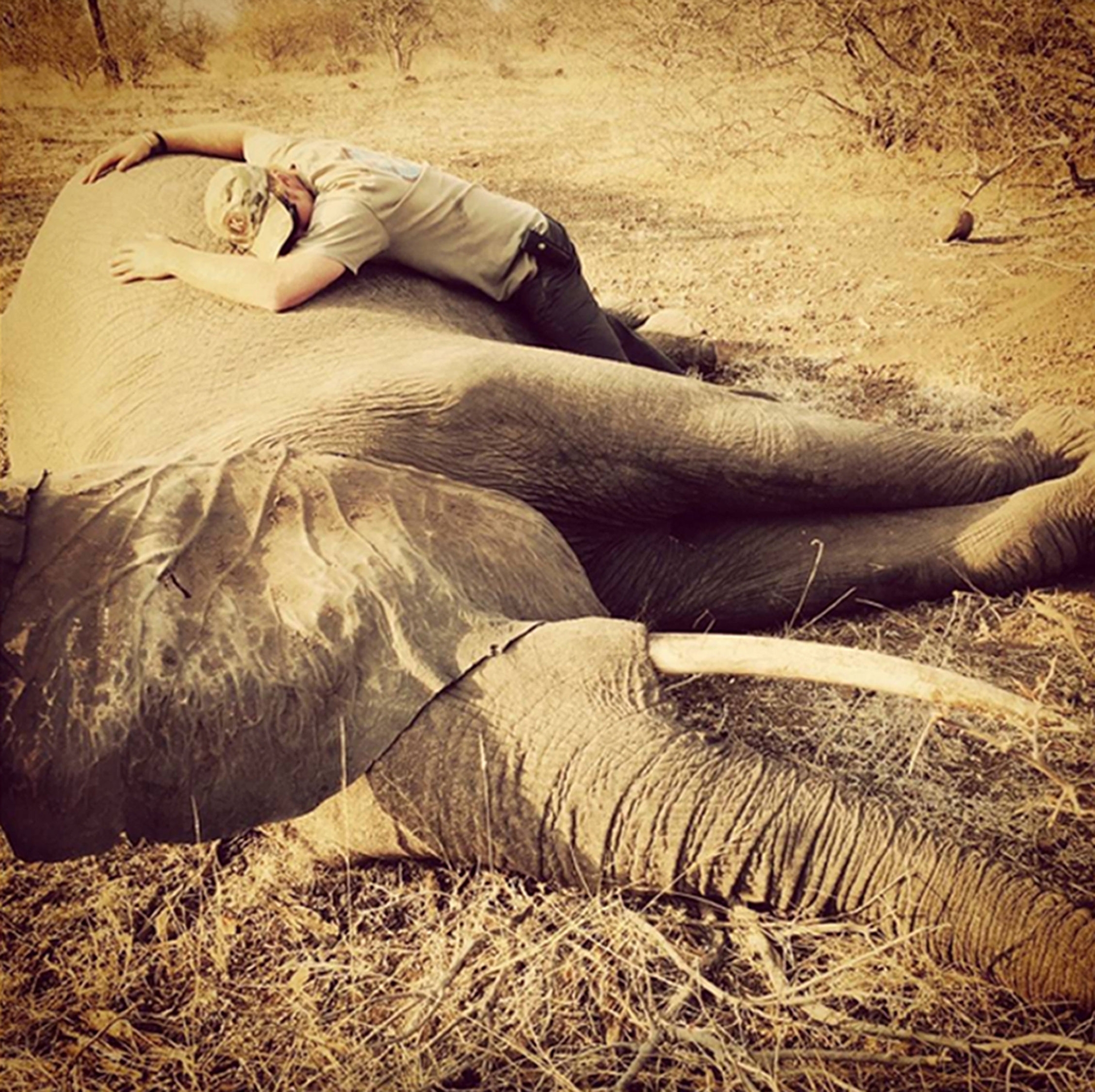 Undated handout photo taken with permission from the Kensington Palace Instagram account of Prince Harry with a sedated female elephant in Kruger National Park in southern africa. 