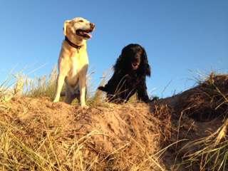 Max the cocker spaniel and his buddy Millie the lab out for a great walk on Montrose Dunes