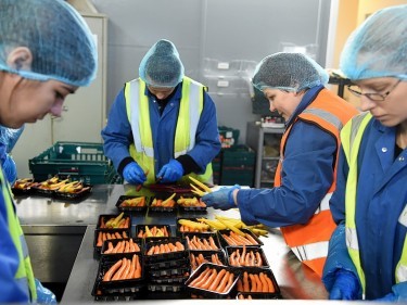 Carrots being packed