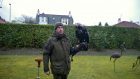 Odin the golden eagle was blown away by severe winds