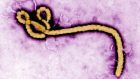 The worst Ebola outbreak in history started in December 2013