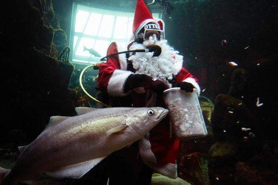 Santa feeding fish at Macduff on Sunday