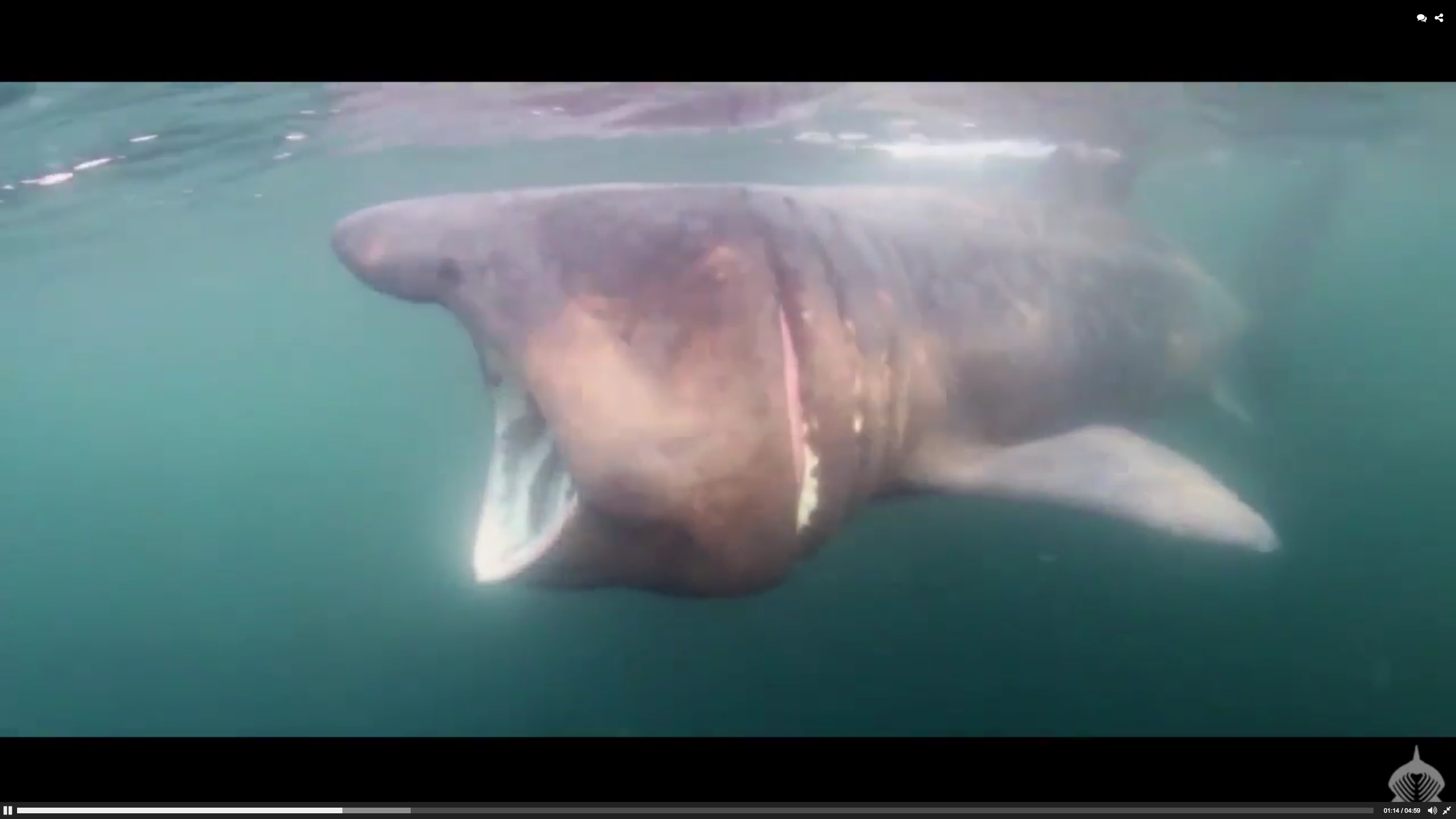 Basking sharks off the coast of Scotland