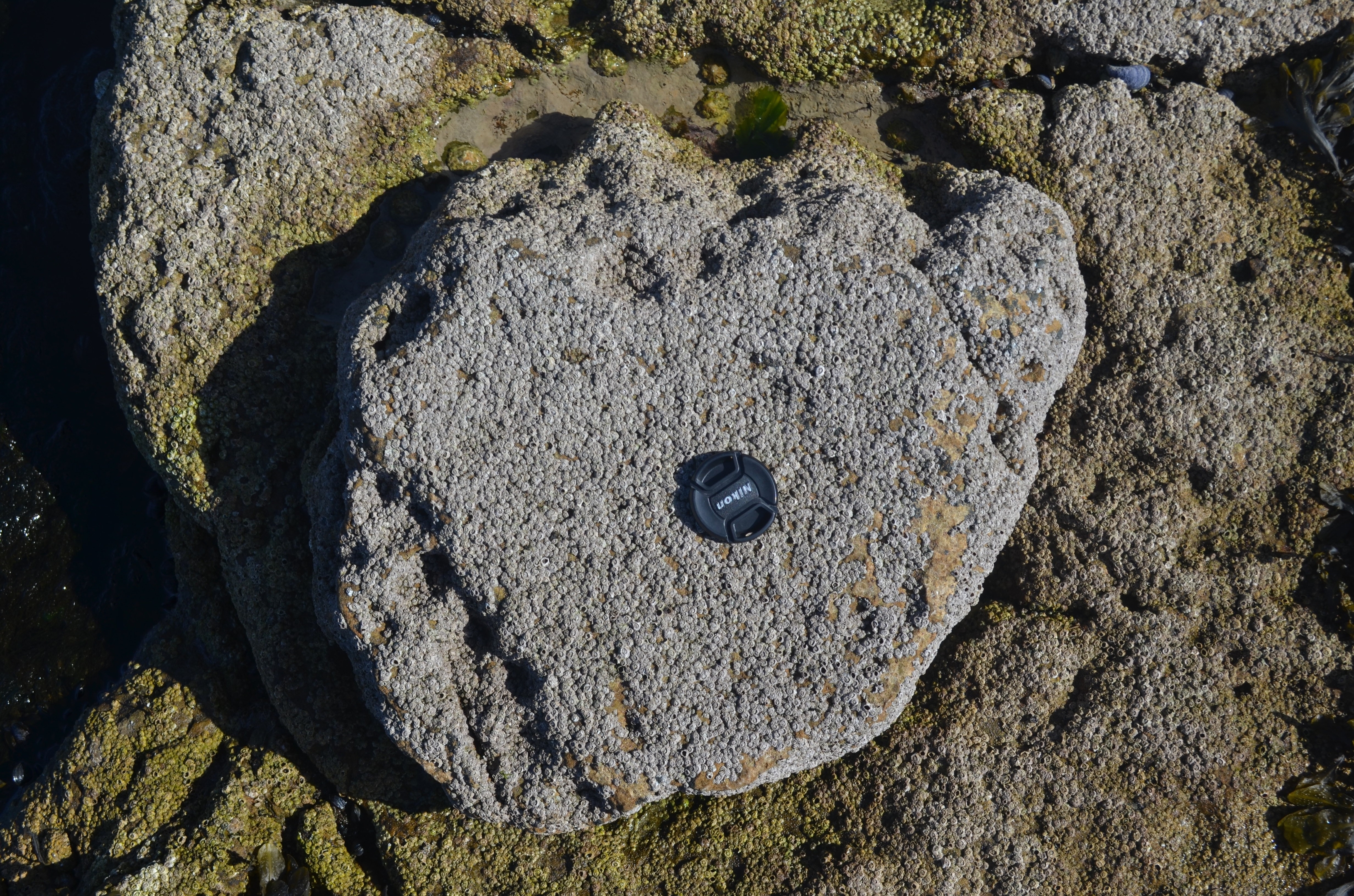 A sediment cast of a sauropod dinosaur footprint on the Isle of Skye. 