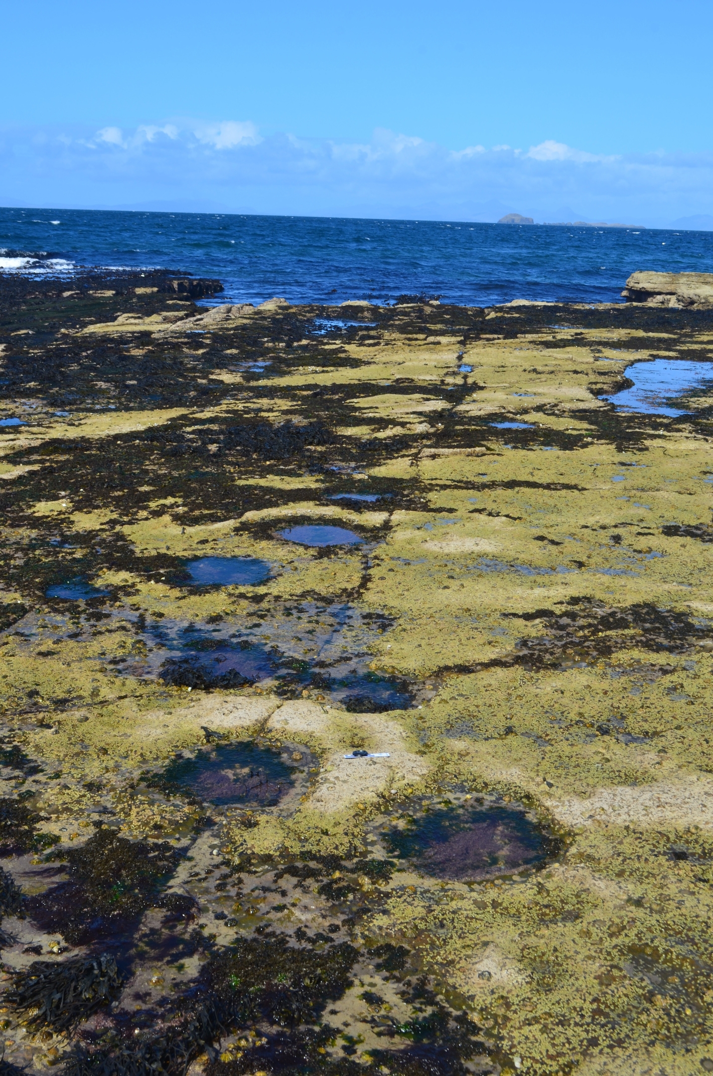 Tracks made by a sauropod dinosaur 170 million years ago on the Isle of Skye. 