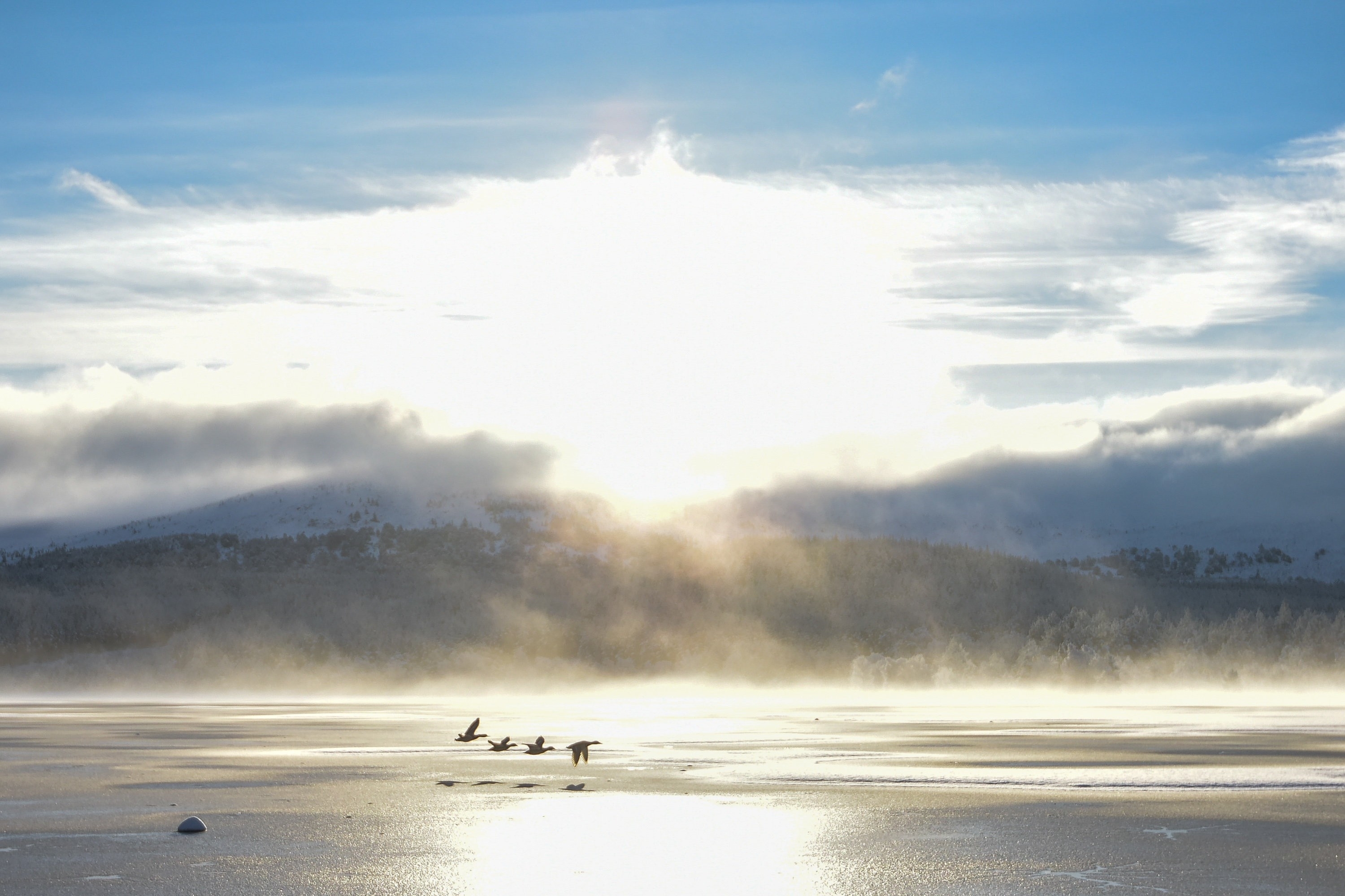 Ducks are seen flying over a partially frozen Loch Morlich near Aviemore, Scotland on December 14 2015. Last night, Sunday, Scotland's coldest temperature for this Winter was recorded in Dalwhinnie at -8.7C. Up to 15cm of snow fell in Aviemore overnight and local schools were closed.