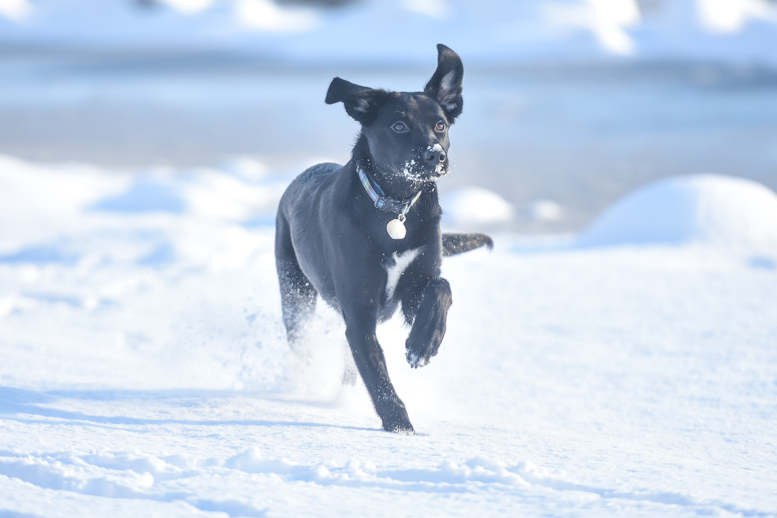Maya, a 1 year old labrador puppy, is seen running through a snowy field near Aviemore in the Scottish Highlands on December 14 2015. Last night, Sunday, Scotland's coldest temperature for this Winter was recorded in Dalwhinnie at -8.7C. Up to 15cm of snow fell in Aviemore overnight and local schools were closed.