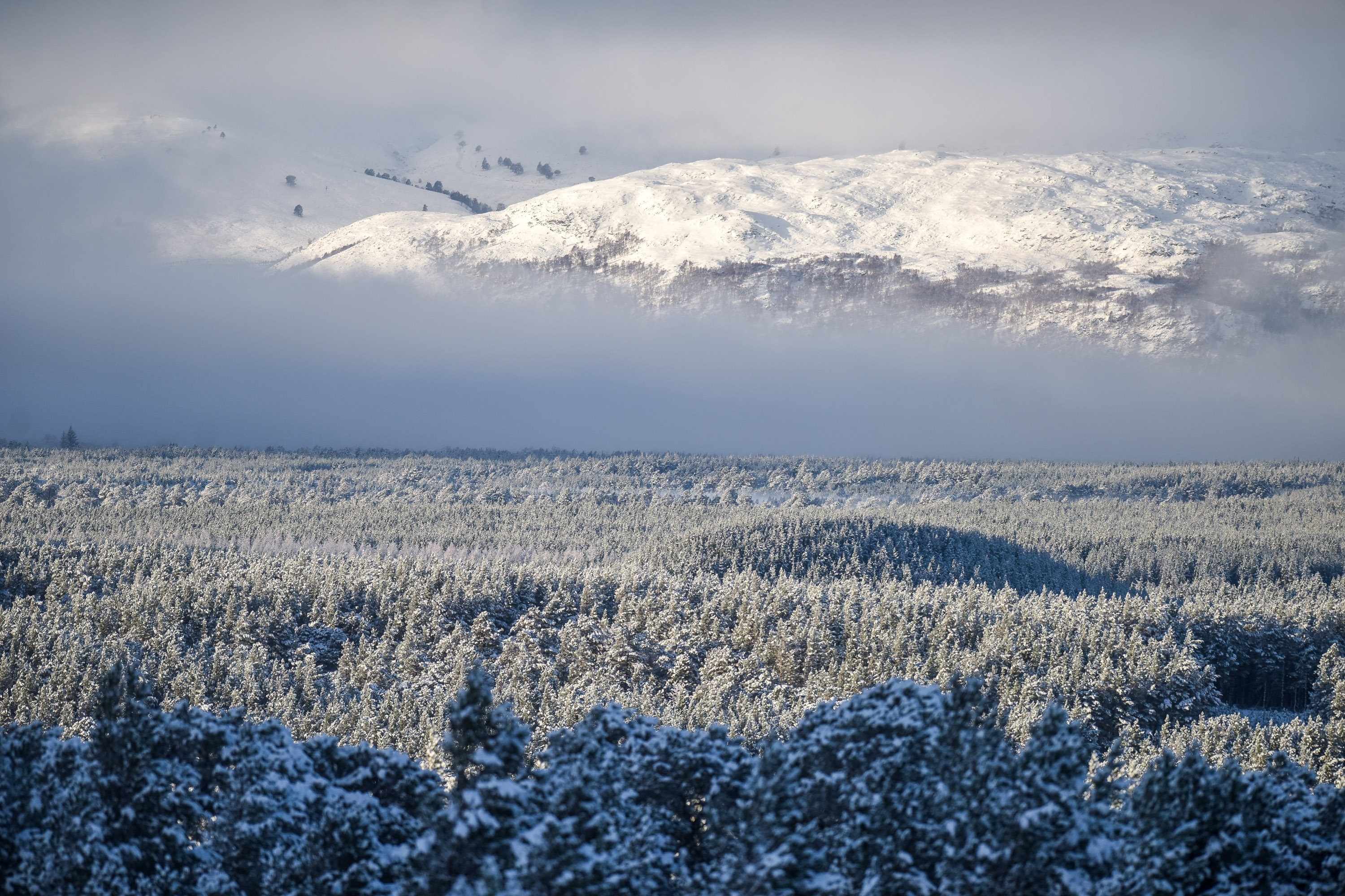 Snow covers trees and hills surrounding Aviemore in the Scottish Highlands on December 14 2015. Last night, Sunday, Scotland's coldest temperature for this Winter was recorded in Dalwhinnie at -8.7C. Up to 15cm of snow fell in Aviemore overnight and local schools were closed.