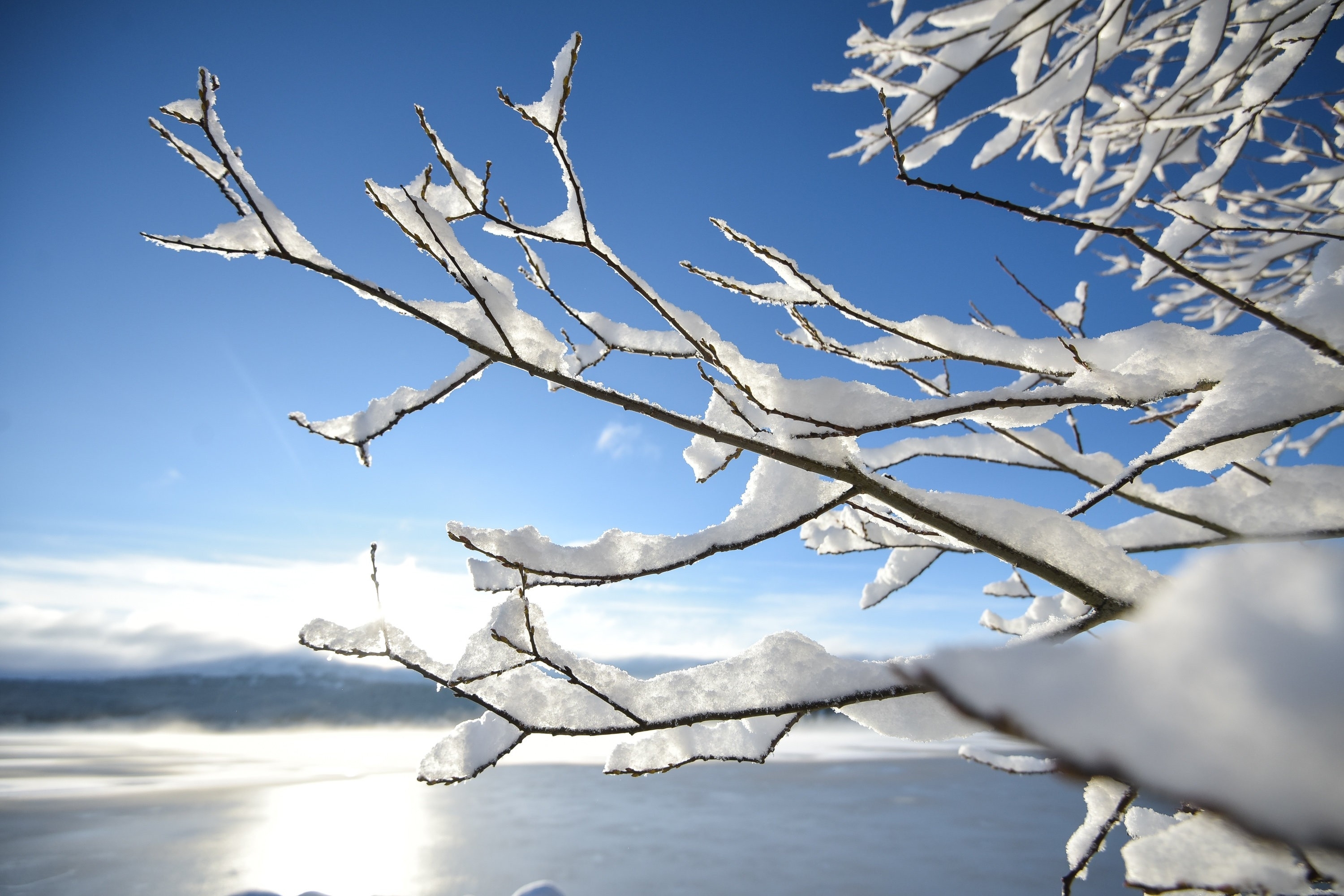 Snow covered clings to branches on the shores of Loch Morlich near Aviemore, Scotland on December 14 2015. Last night, Sunday, Scotland's coldest temperature for this Winter was recorded in Dalwhinnie at -8.7C. Up to 15cm of snow fell in Aviemore overnight and local schools were closed.