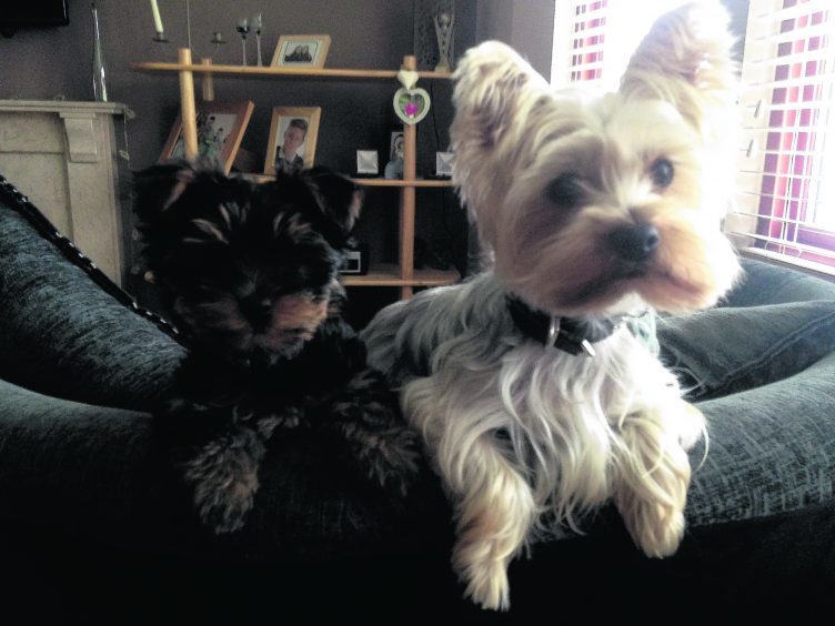 This is Daisy and Barney who live in Alford with the Taylor family. Daisy is our winner this week