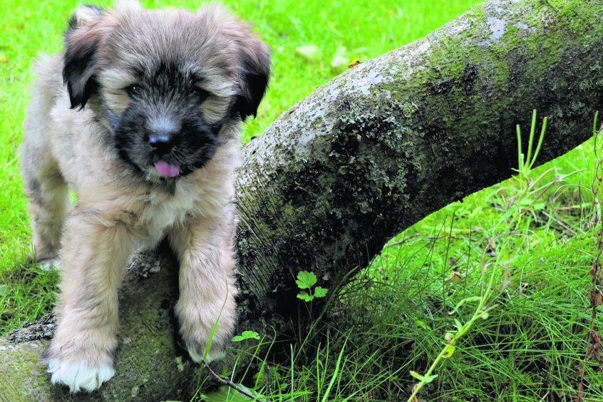 This is Bella, the nine-week-old Tibetan Terrier.