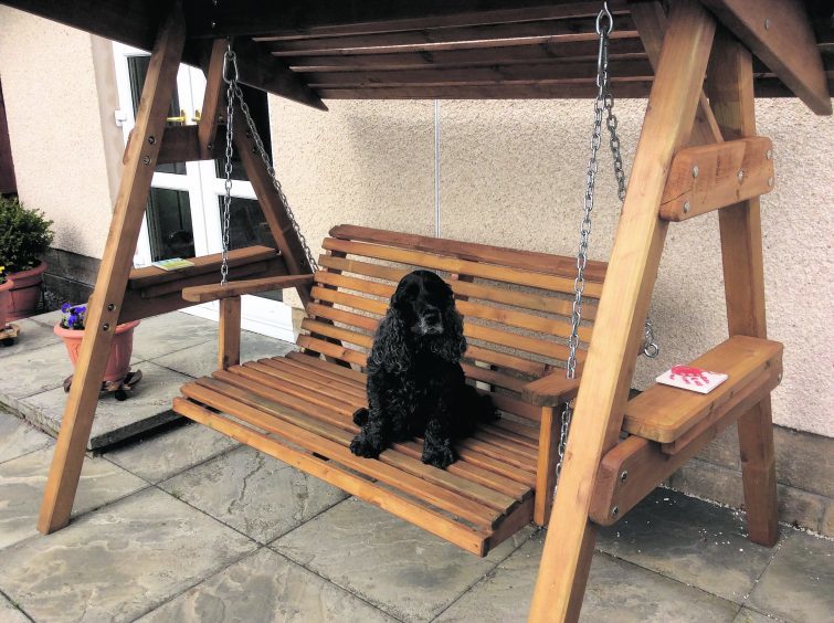 Katie the 10-year-old cocker spaniel lives with
Alex and Jean Ramsay in Ross-shire.