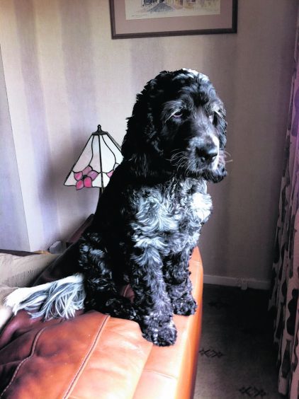 This is Tilly a blue roan cocker spaniel who lives with Ann and John Hepburn in Airyhall, Aberdeen.