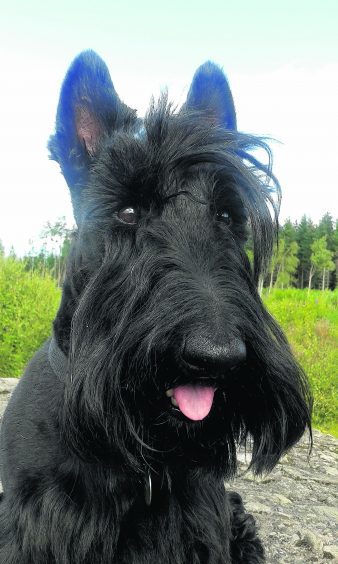 This is Angus the Scottish Terrier out enjoying a walk near Culloden.
