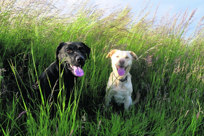 Benji and Stella after playing in long grass in Aberdeen.