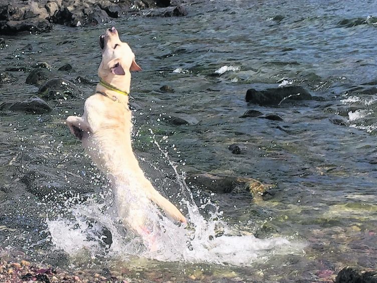 Theodore, the five-year-old yellow Labrador. He likes to swim and play in the water. This is a picture of him at Newtonhill beach having fun.