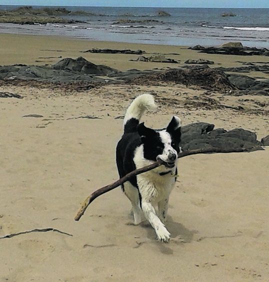 This is Archie enjoying an afternoon at Sunnyside beach. He belongs to Arran, Logan, Evie and Elsie.