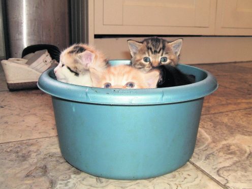 This adorable basin of kittens live with Maureen in Ellon, and are our winners this week.
