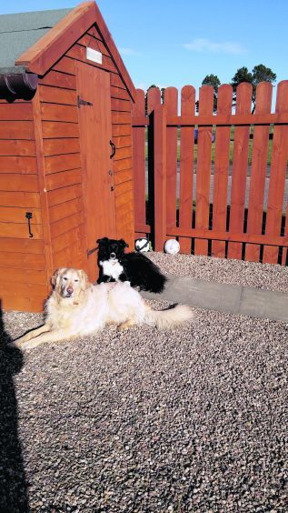 This is Calvin the golden retriever and Emmy the border collie enjoying a sunny day. They live with Kevin, Lorraine, Sharon and Louise in Macduff.