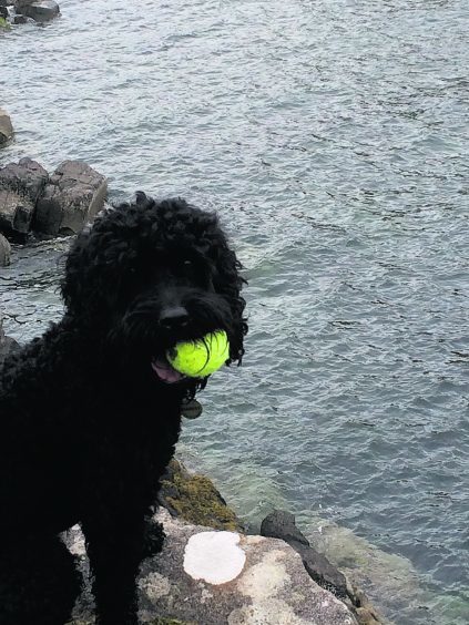 This is Harvey, a cockapoo, enjoying his holiday on the Isle of Skye.