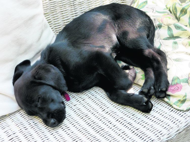 This is black labrador puppy Islay who lives with the Campbell family in Garmouth.