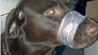 The dog's muzzle taped shut