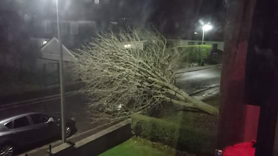 The fallen tree in Cults landed on a nearby car