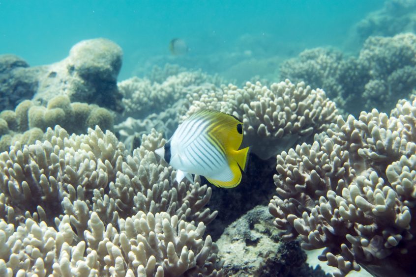 Butterfly fish on the Great Barrier Reef