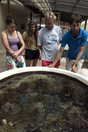 PHD student Jamie takes Sarah and tourists on a guided tour of the Lizard Island Research Station, Australia