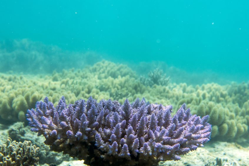 coral fringing Lizard Island, Great Barrier Reef, Australia