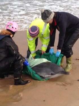 Staff from the The Spey Bay Whale and Dolphin Centre raced to Lossiemouth's East Beach in a bid to save the dolphin