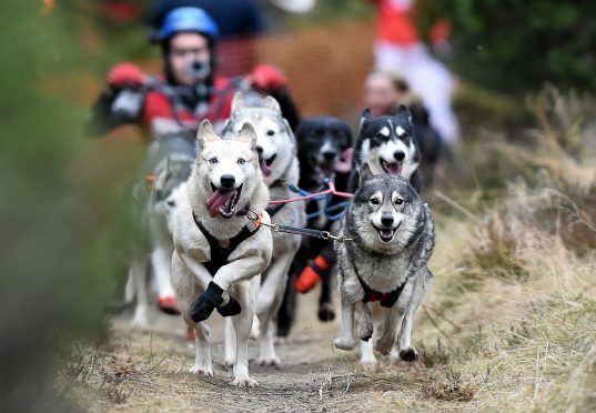 A sled dog team competes at Aviemore in 2016