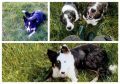 The stolen dogs have now all been found