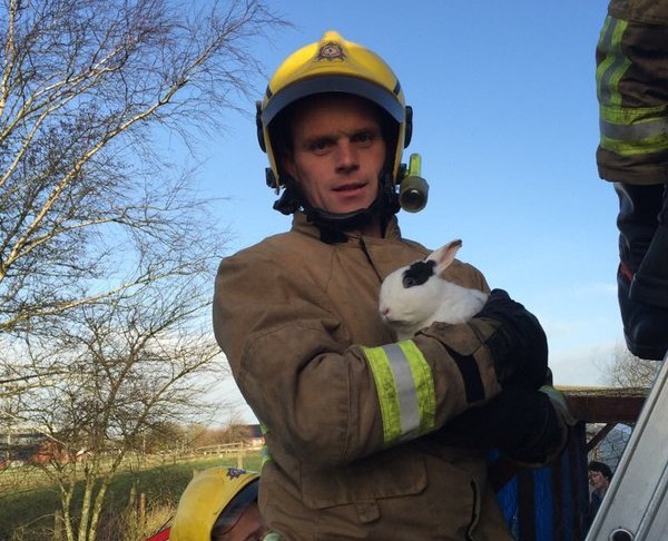 The rabbit thanks his  heroic rescuer