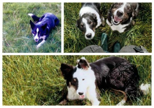 The four dogs went missing overnight on Wednesday