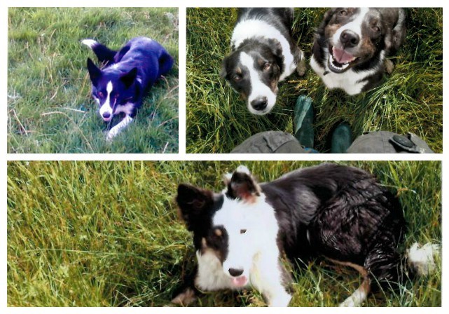 The four dogs went missing overnight on Wednesday