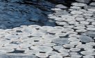 Ice pancakes on Ullapool River