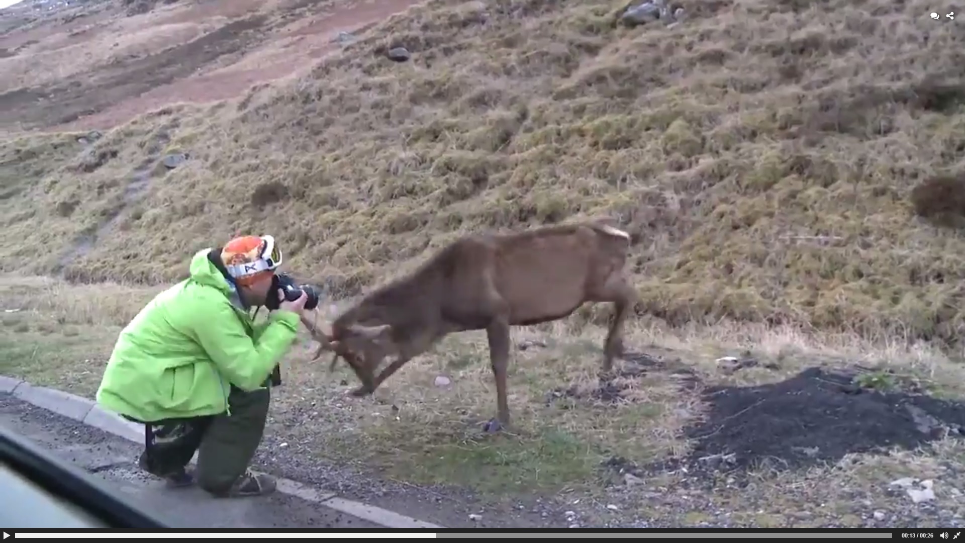 Stag smashes idiot photographer