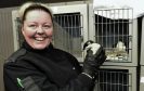 The Scottish SPCA in Drumoak is looking after the many Auk birds which have been flown off course during the heavy rain and floods. Karen Hogg, animal rescue officer with one of the birds. Picture by Colin Rennie