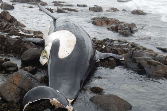 The body of the female orca, named Lulu, that was washed ashore on Tiree