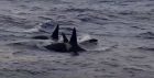 Killer whales of the west coast of Scotland. A film is being made on the pod.