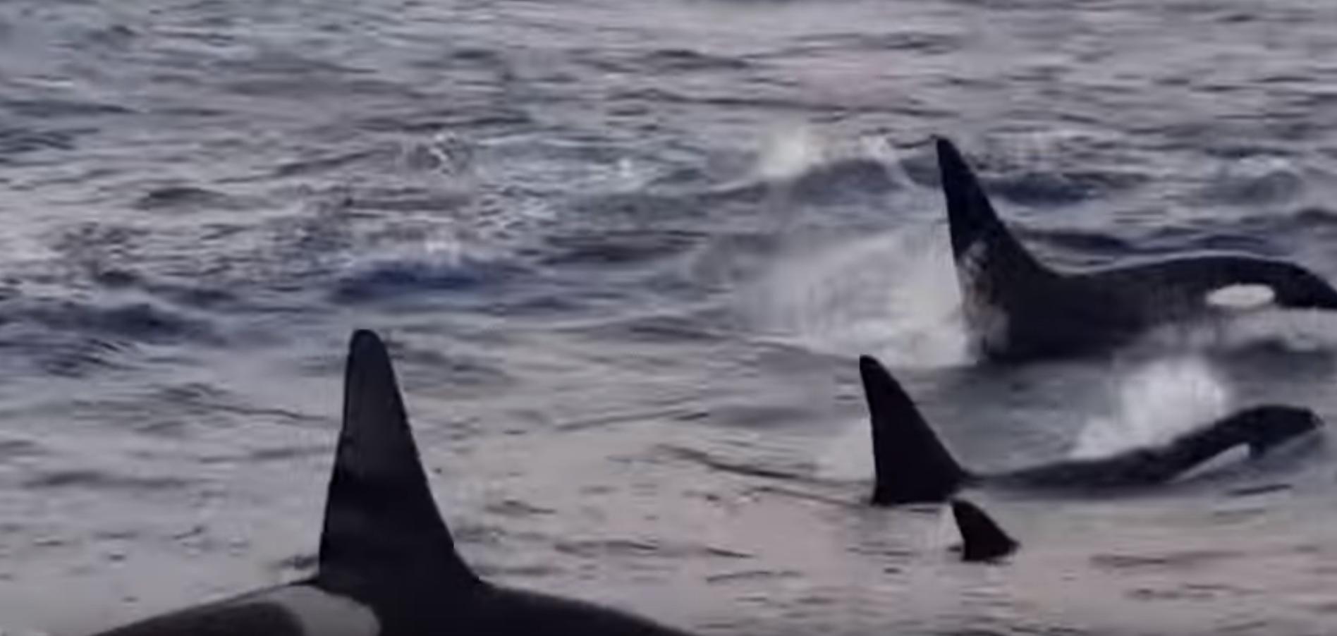 The killer whales off the Western Isles 