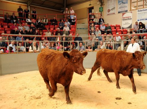 Luing Cattle at the mart in Dingwall.