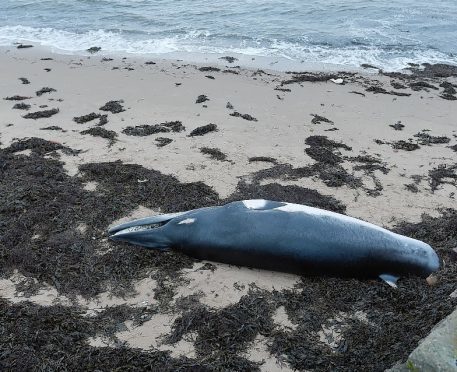 The remains of the young Minke whale lies on the beach