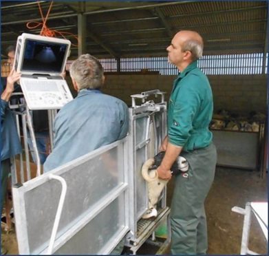Sheep being scanned as part of the project