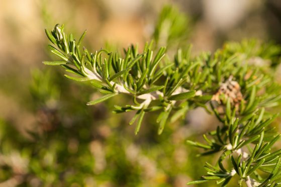 Rosemary growing outside.