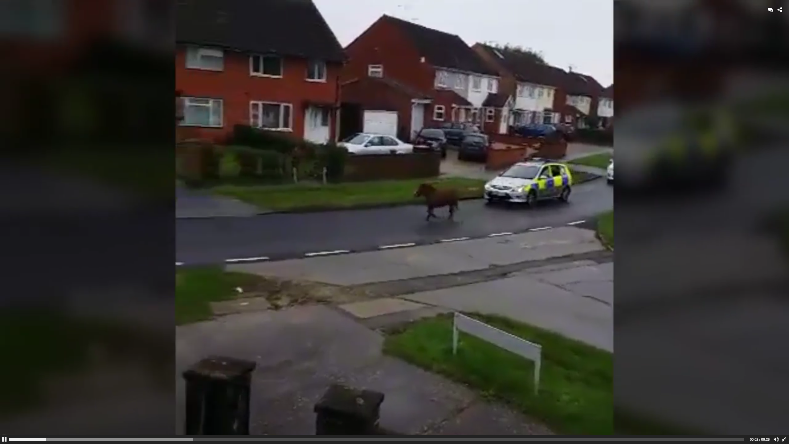 Police chase Shetland Pony through housing estate