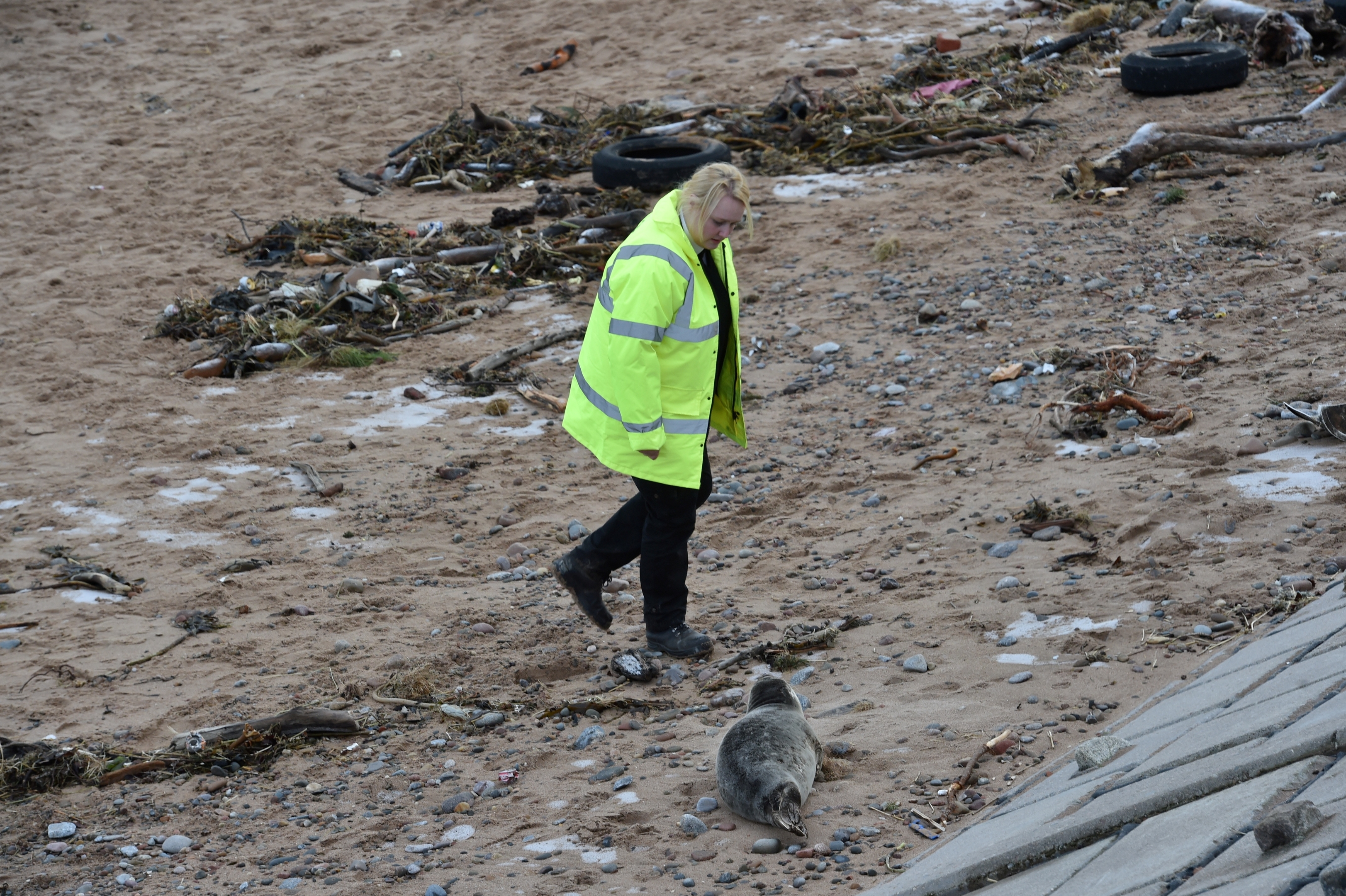 A young seal at Aberdeen Beach. Animal rescue Claire McGillivary attends. Pictures by COLIN RENNIE 